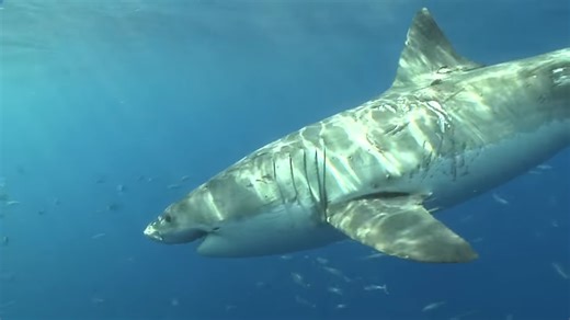 Watch what happens when a great white shark attacks