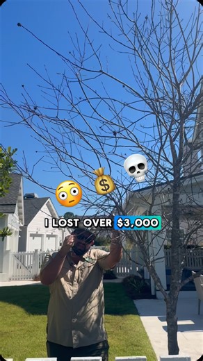 1K views |  How We Lost These Eagleston Hollies  Poor drainage and...