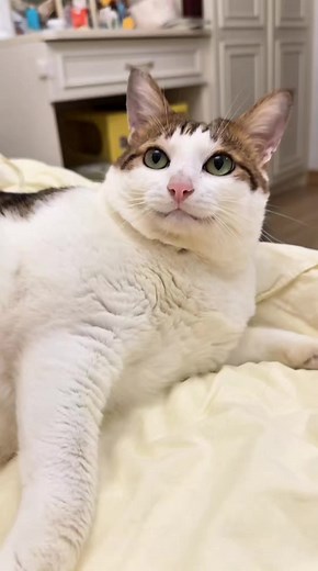 Uncle Bao: Funny Cat Compilation on TikTok
