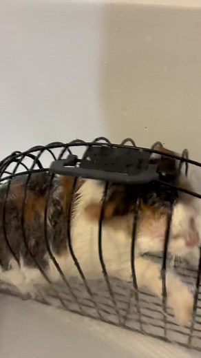 Buổi sáng với bé mèo khó tính #catlover #catsoftiktok #catshower #cattery #xuhuongtiktok #spagrooming #asmr