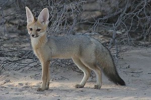Cape fox - Alchetron, The Free Social Encyclopedia