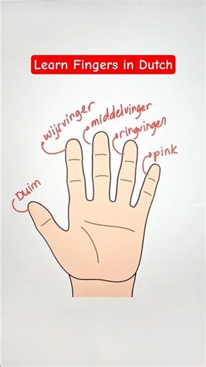 Dutch for Beginners: Fingers Vocabulary