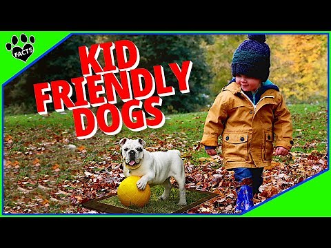 Top 10 Kid Friendly Dogs for Families - Dogs 101