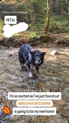 Meet Bowie ❤️🐾 who will soon be taking over as chief Meeter & Greeter at Brechfa Forest Barns - Totally Dog Friendly Escapes 🥰 | Brechfa Forest Barns - Totally Dog Friendly Escapes