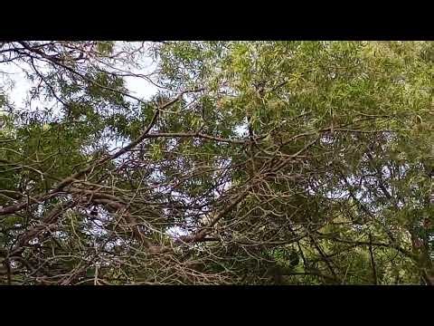 indian flying fox | MegaBats | fruit Bats in karachi