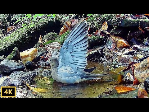 Why Doves Hold Their Wings Straight up