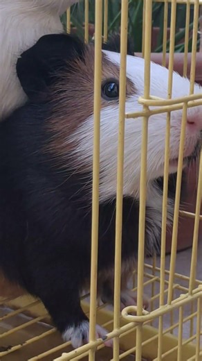 #funny #comedy #pets #viral #guineapighome #gunniepig