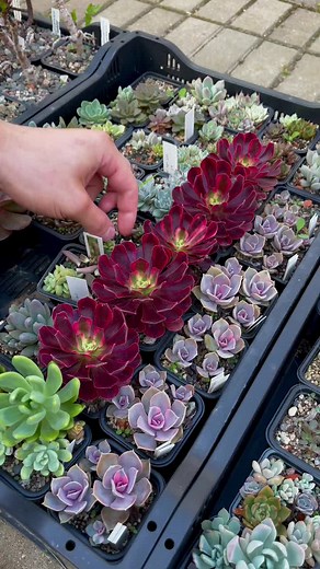 Aeonium propagation #aeonium #plants #succulents