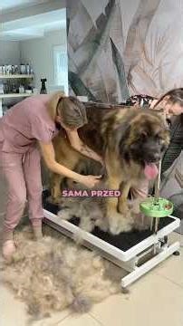 Gigantyczny Leonberger - Transformacja Sierści Giganta 🦮🦮🦮🦮🦮🚿🛁🧼🫧 #leonberger