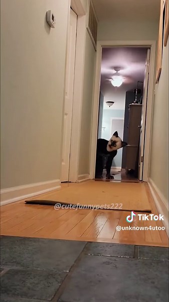 Funny Cat Scaring Videos That Will Make You Laugh