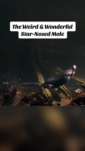 The Weird & Wonderful Star-Nosed Mole | mole