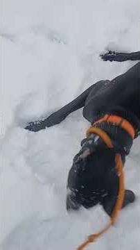 My great Dane vs the snow 😂🥰 #funnypets #funny #funnydogs