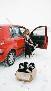 Truck Driver Saves Mother Dog And Puppies From Freezing Blizzard! #rescue #animals #dogs #wholesome | Peter Stories