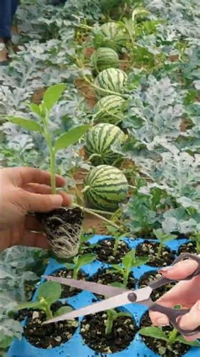Watermelon Grafted onto Pumpkin Rootstock 🌱🍉 Step-by-Step #farminglife #farming
