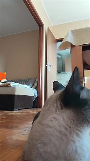 #fypシ゚ #viral #therianportugal #quadrobics #msk