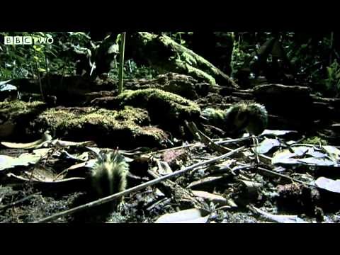 Madagascan Tenrecs Use Quills To Communicate - Madagascar, Lost Worlds, Preview - BBC