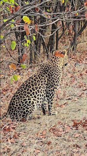 Relaxed Leopard Resting in the Mopani Bush