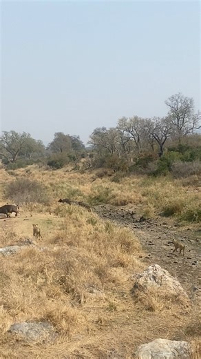 Watch this incredible sighting of lions attempting to hunt three buffalo bulls at Matjulu Bridge in Kruger National Park. Lions versus buffalo, nothing gets the adrenaline pumping quite like it! #kruger #krugernationalpark #sanparks #africa #africanamazing #africananimals #lions #buffalo #big5 #biganimals #africanwildlife #wildlifevideos #wildlifereels | Deon Kelbrick