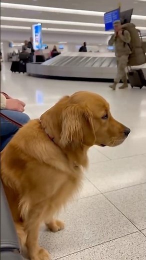 The golden finally saw its owner, who’d just come back from military service, in the airport lobby.