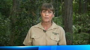 39K views · 393 reactions | “When you take the crocodiles out of the system… it’s the same as taking a starfish out of a tide pool - all of a sudden the whole tide pool dies.” The QLD government is now allowing licenced harvesting of wild crocodile eggs and Terri Irwin is not happy about it | The Project | Facebook