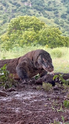 Komodo paralyzes wild boar in broad daylight