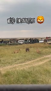 **🔥 “The Thrill of the Hunt – Maasai Mara LIVE!” 🦁🐃** At Plentiful you get to view nature in its rawest, most breathtaking form! 🌍✨ Our guests had front-row seats to nature’s ultimate drama — a pride of lions strategically hunting down a mighty buffalo, each second filled with raw power, tension, and survival instinct. 🦁💥 The buffalo stood its ground with sheer courage, but the circle of life unfolded right before our eyes. There’s no documentary that compares to seeing it **LIVE** in the 