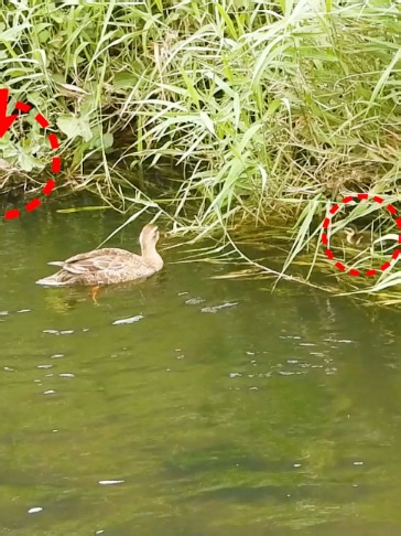 Baby turtle rescued? Mama duck pecks tiny turtle — Eastern Spot-billed Duck encounter