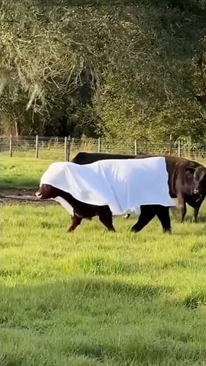 Funniest Farm Animals Caught on Camera!