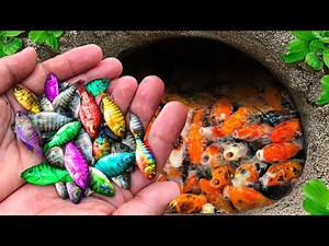 Catch Fancy Ornamental Fish in Tiny Pond, Full Black Guppy, Full Red Guppy, Goldfish, Cute Fish.