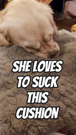The Most Comforting Dog Ever