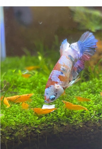 Betta Fish Care: A Guide to Shrimp Tank Life