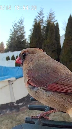 Peaceful Female Cardinal Enjoying Seeds 🌿🐦