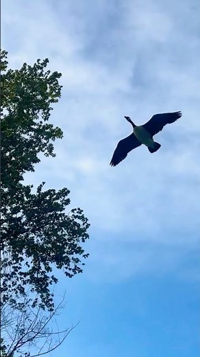 Canada geese fly off & landing #gooseincoming #canadagoose