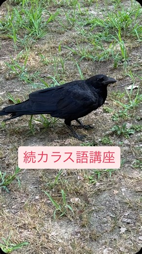 つまママ on Instagram: "続・カラスの鳴き方いろいろ🐦‍⬛ 鳴く回数や声色にいろんな意味を持つカラス❗️ 今回もカラス初心者🔰の妄想オバサンがお届けするええかげんなカラス語講座です😅 間違っていたらごめんなさい🙇‍♀️ なお「ひとりカラオケ」については、ホントに一人で鳴き方の練習をするカラスがいるらしい🤣 面白いですね〜❣️ #カラスの鳴き方#カラス語講座#カラス愛 #ええかげんでごめん"