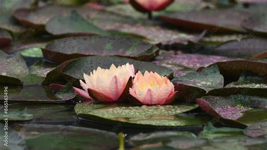 Pink waterlily flower floating on water in rainy day, beautiful lotus pond with rain drops falling endlessly, super slow motion loop able full HD footage, b roll shot.