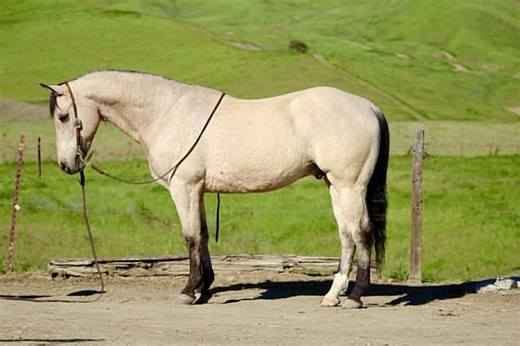 Extraordinary True All Around 10 Yr Old Buckskin Quarter Horse Gelding!
