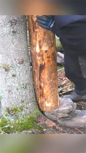 BUILDING a Triangular Bushcraft Shelter. P1 #bushcraft #build #camp #camping #survival #shelter #wildlife #outdoors #outdoor #viral #fyp #foryou #foryou #viral | Bush Craft