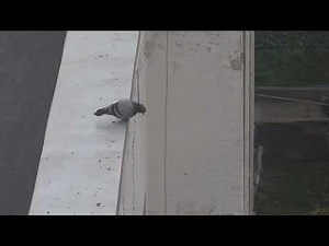 Suicidal pigeon