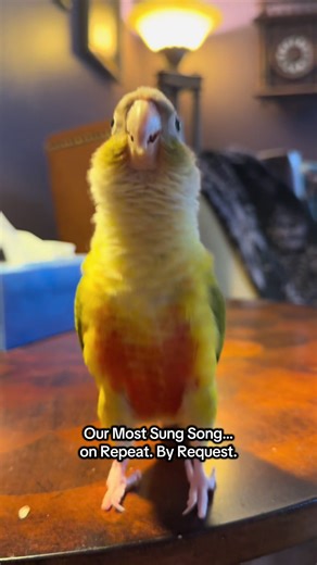 Everly's Bouncing Request: A Parrot's Demand