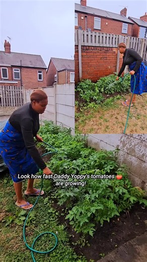 Daddy Yoppy's tomatoes growing fast — tomato growth update