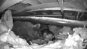With overwhelming sadness, the BEAR League must share the heartbreaking news of Ellis’ passing. Ellis was a five-and-a-half-month-old cub many of us came to love as we watched him grow this past winter on one of our BEAR League CubCams. He is survived by his mother, Rose, and brother, Rubicon. Two nights ago, Ellis was struck and killed by a vehicle. The driver—who called us right away, devastated—had slowed down after seeing Rose and Rubicon but did not see Ellis in time as he darted out from b