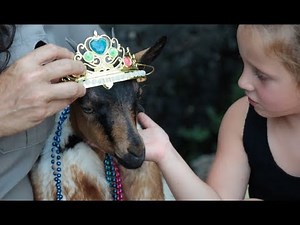 Goat beauty pageant at Fort Wadsworth, Staten Island