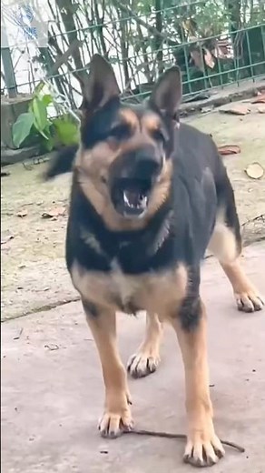 Bone-Breaker German Shepherd Power