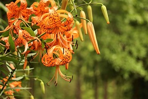 Tiger Lily: Meaning and Symbolism of This Beautiful Flower