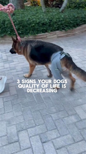 Multiflex™ is the all-in-one hip & joint supplement designed to keep dogs moving comfortably for years to come. With 7 clinically-backed ingredients, it targets the 4 root causes of joint discomfort. ✔️ Vet-Formulated ✔️ 7 Clinically-Backed Ingredients ✔️ Human-Grade, Made in Vermont Start today. | Dog is Human