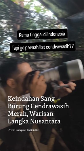 16K views · 586 reactions | Cendrawasih Merah (Red Bird of Paradise),...