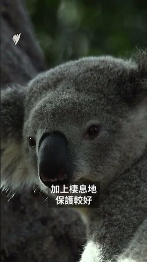 澳洲樹熊繁殖失衡 東部瀕危南部過多 | SBS中文