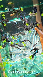 This morning, the sunlight gently streamed into the fish tank through the window. As the light hit the water’s surface, the ripples reflected off the guppies' scales, making them shimmer with iridescent colors. Swimming gracefully, they resembled tiny hummingbirds dancing in the morning light. The rays seemed to flicker in the air, turning the entire tank into a dreamlike world of light and shadows. Watching these little creatures brought me a deep sense of peace and contentment. These guppies a