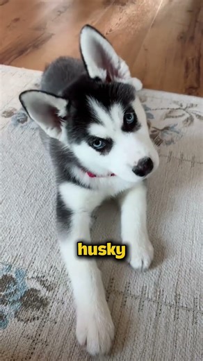 TOP 5 psów, które KOCHAJĄ spacery 🐶🚶‍♂️🔥