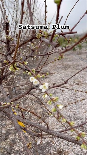 Satsuma and Mark Albert’s Satsuma Plums on February 10